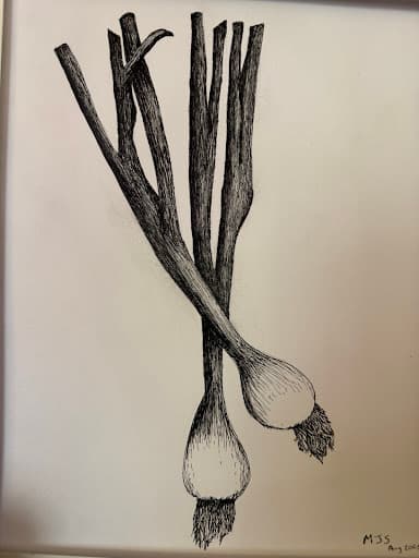 Precise pen and ink botanical illustration of two green onions with detailed cross-hatching on bulbs and stems, signed MJS